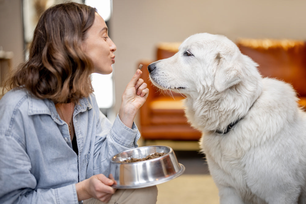 What Happens If a Dog Eats Moldy Food: Risks & Emergency Tips