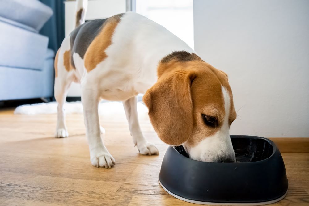 Why Your Dog Might Be Carrying Food Away