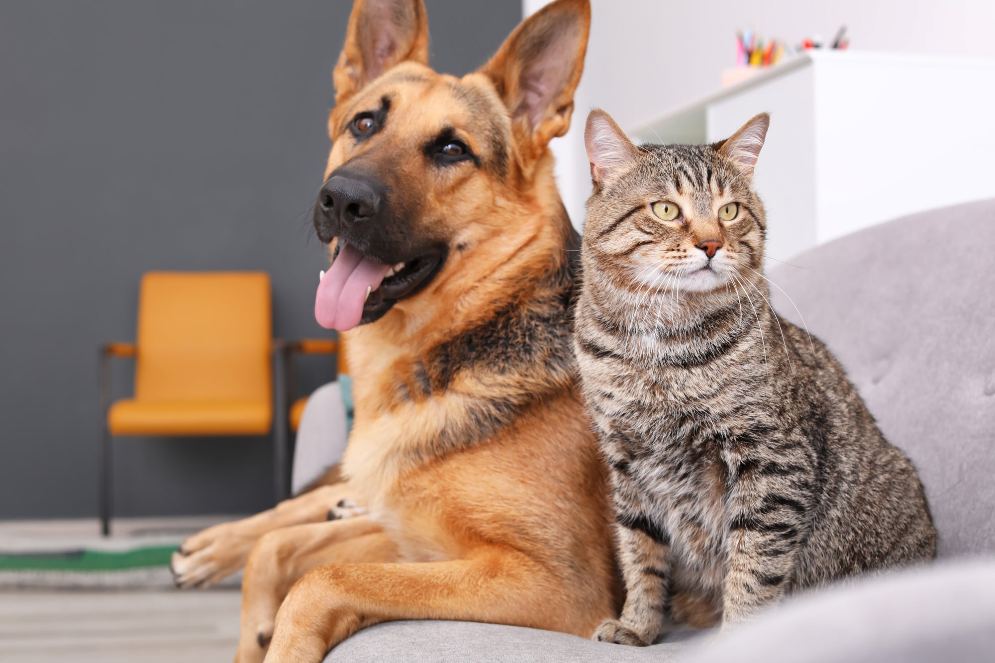 Dog prefers cat food outlet