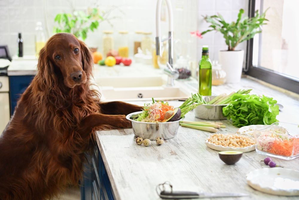 Why to Avoid Feeding Your Dog From the Table