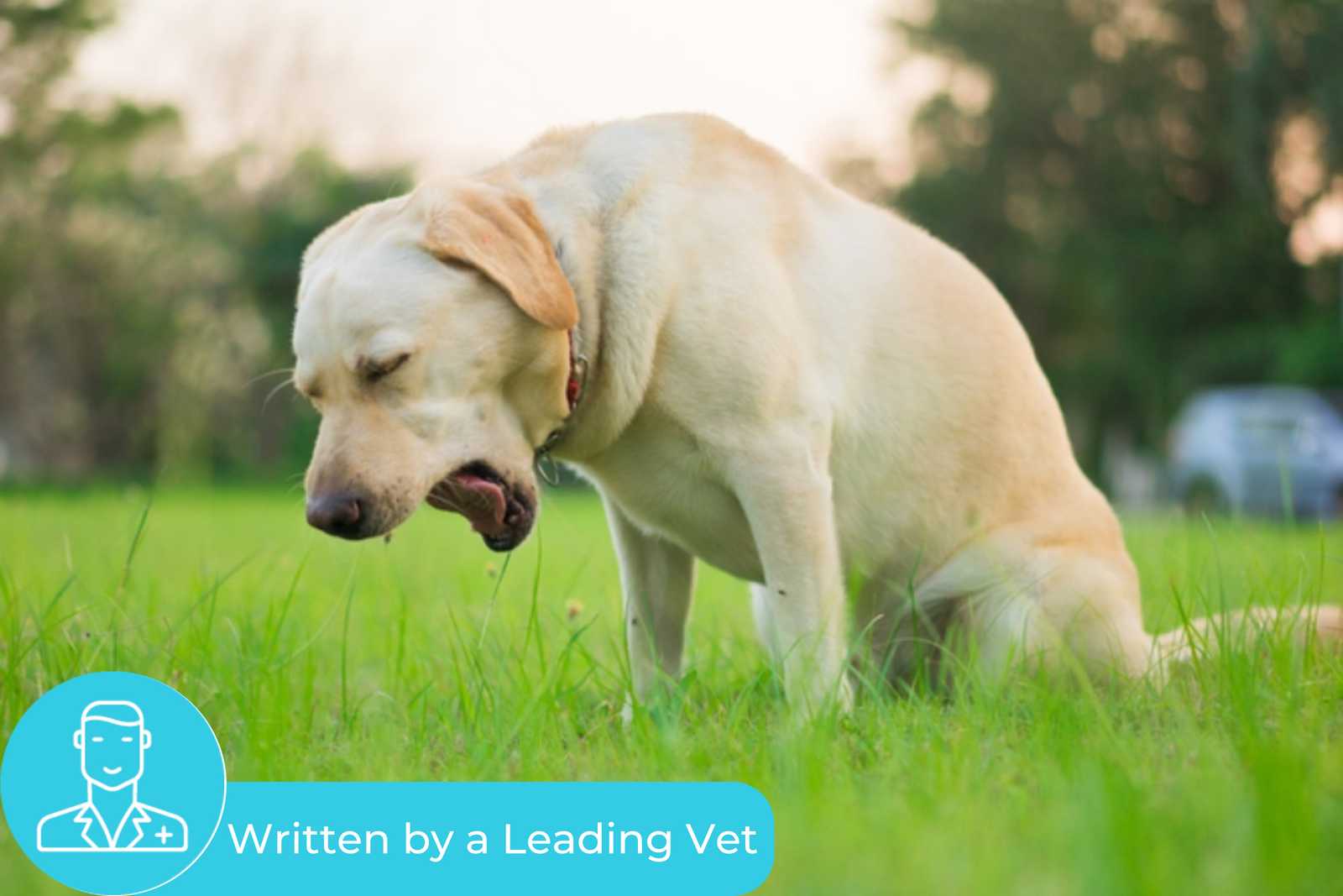 Why is my dog throwing up blood? Here’s why and what to do about it