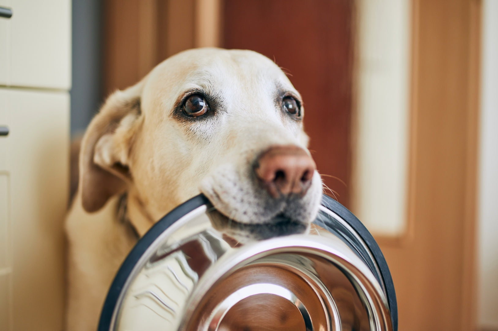 Yes, Cold-Pressed Dog Food Is Real Dog Food