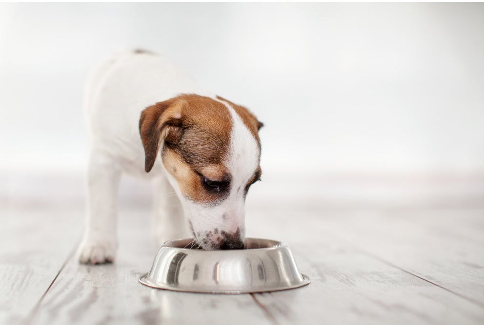Yes, Feeding Schedules Can Impact a Dog's Sleep
