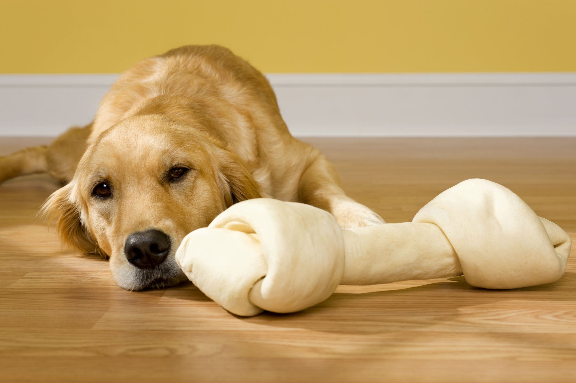 Is Rawhide Bad for Dogs?