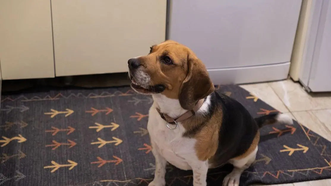 Beagle sitting on a kitchen rug for a guide to the best dog food for loose stools