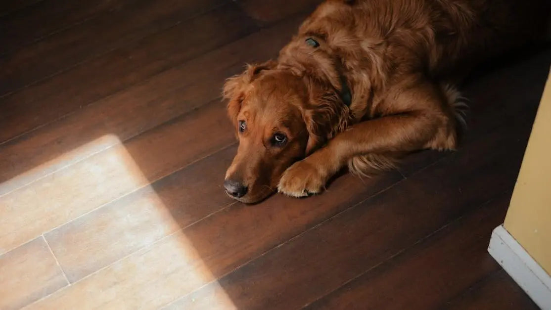 Golden retriever on wooden floor, cover for Best dog food for shedding