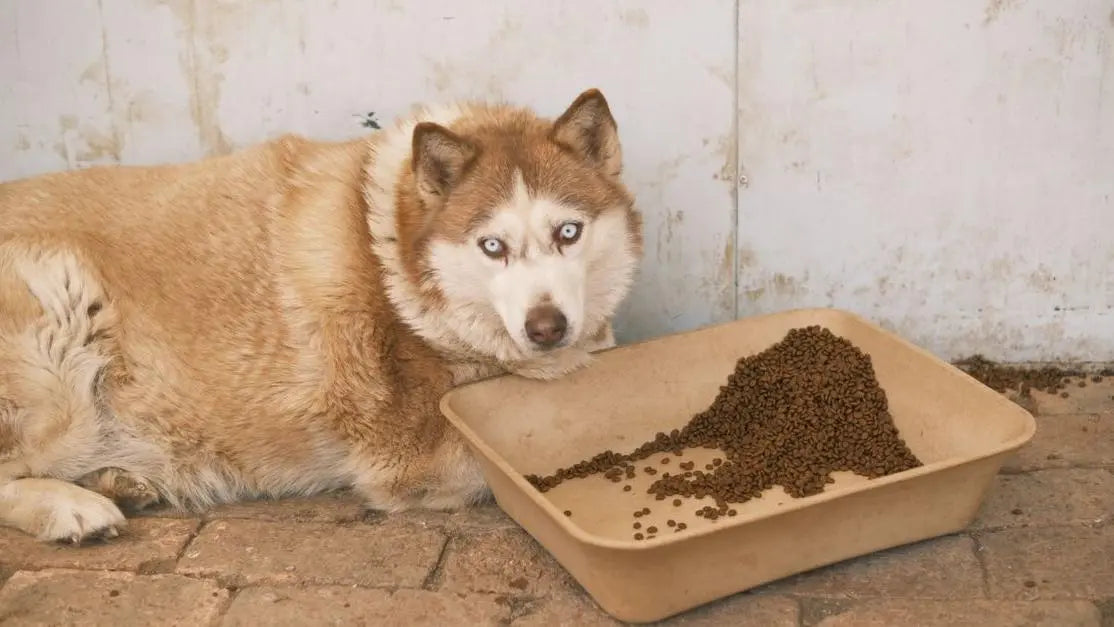 Blue-eyed Siberian Husky beside a tray of the best food for dog with upset stomach