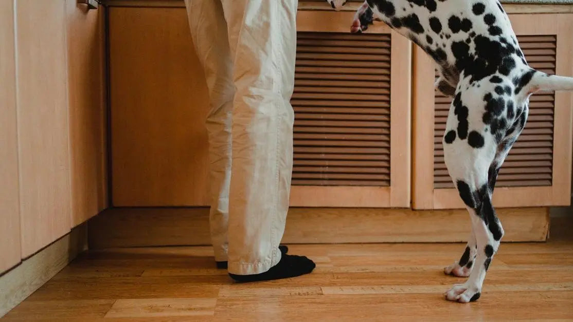Dalmatian in kitchen with owner, best protein for dogs with sensitive stomachs