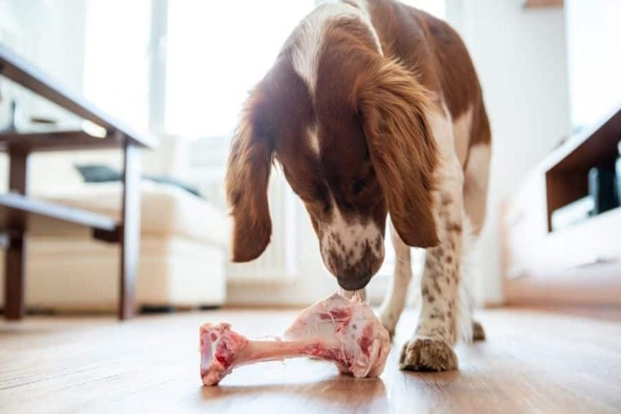 Can Dogs Eat Lamb?