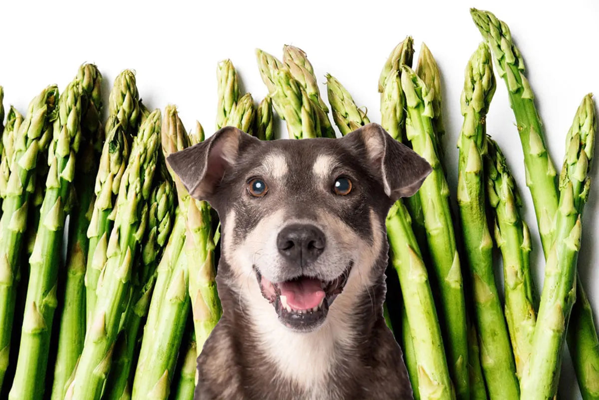 Can Dogs Eat Asparagus?