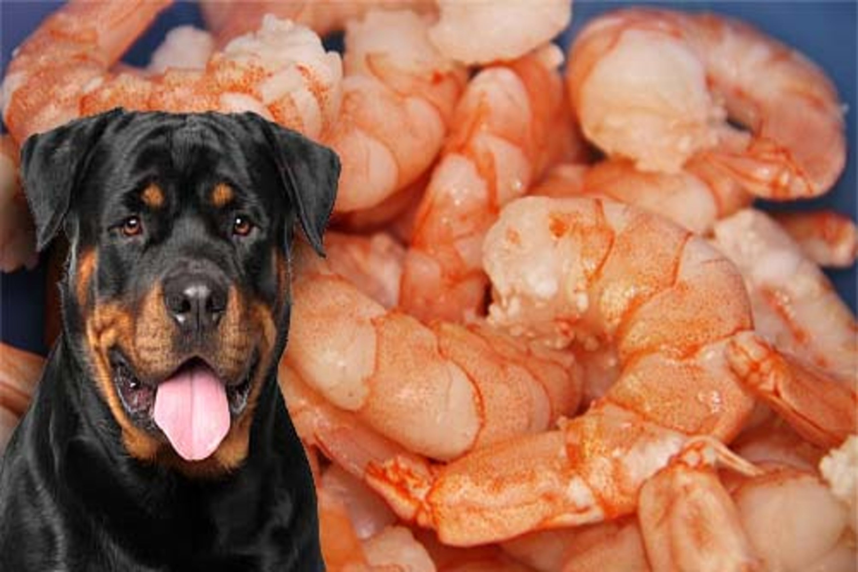Can Dogs Eat Shrimp? Nextrition Pet