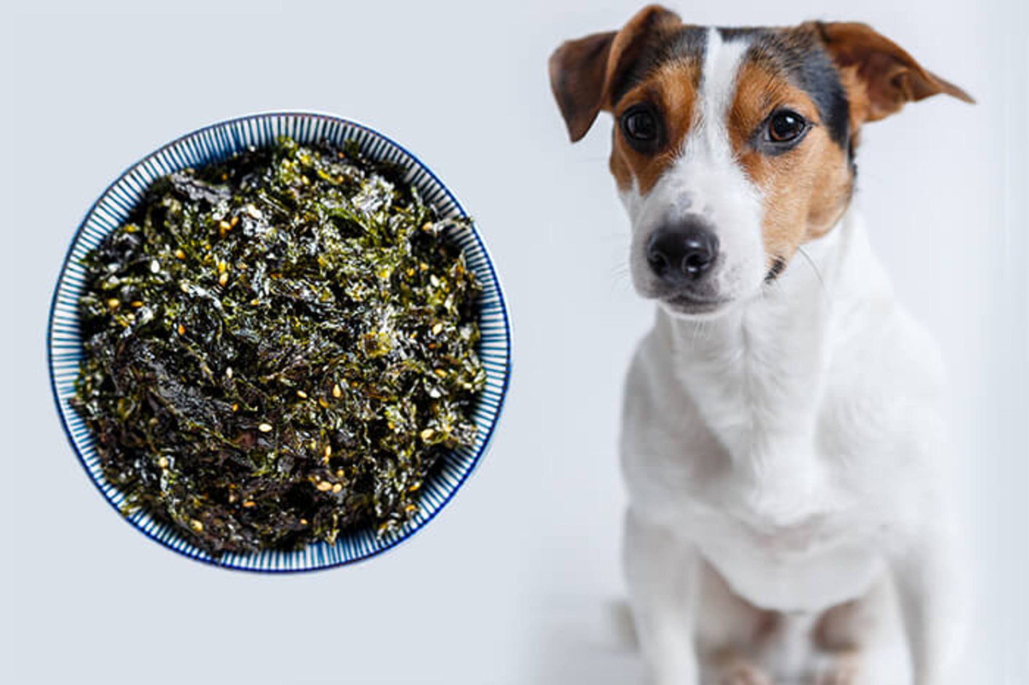 Can Dogs Eat Seaweed? Benefits, Risks, and Expert Tips