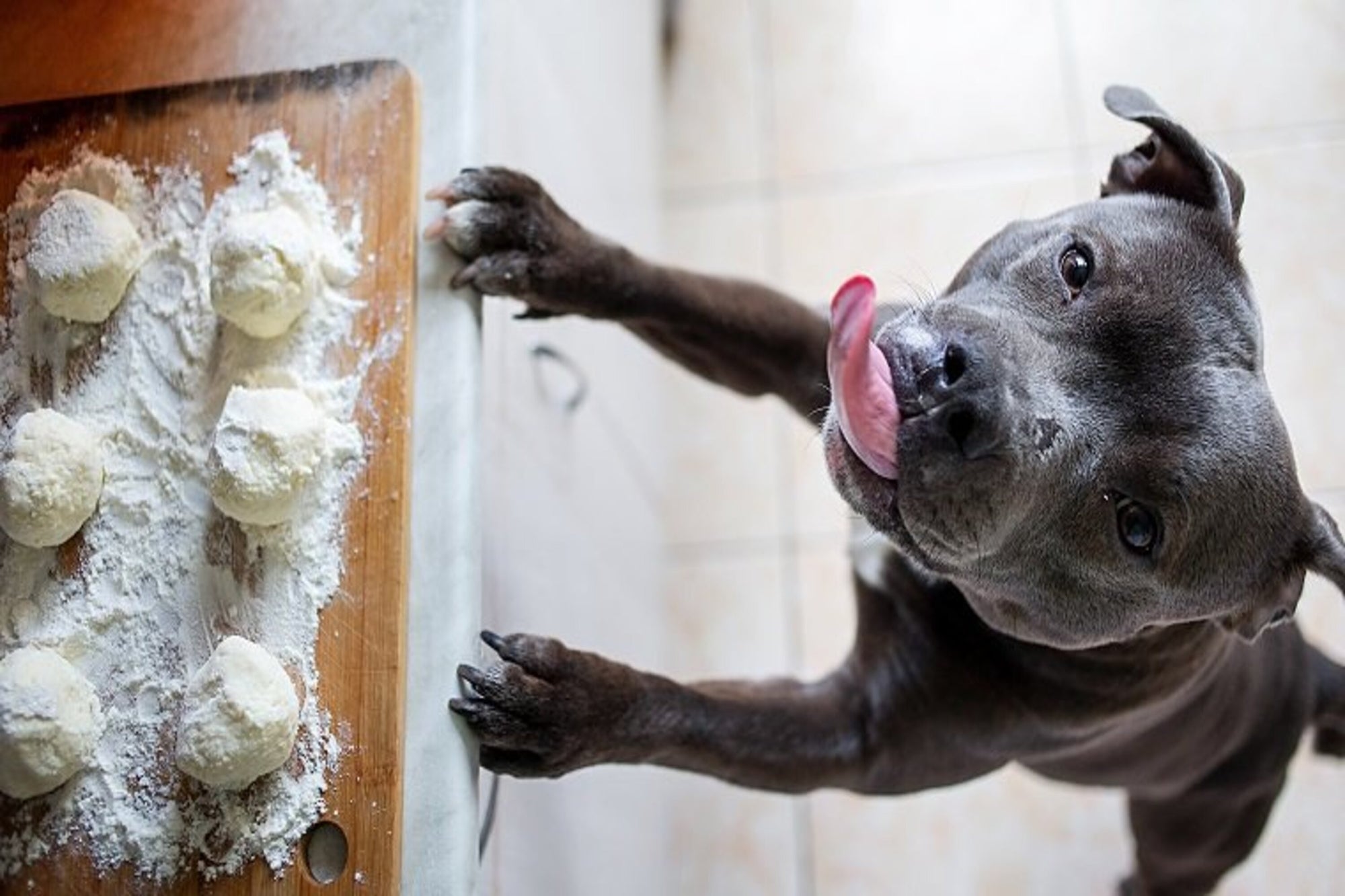 Can Dogs Eat Nutritional Yeast?