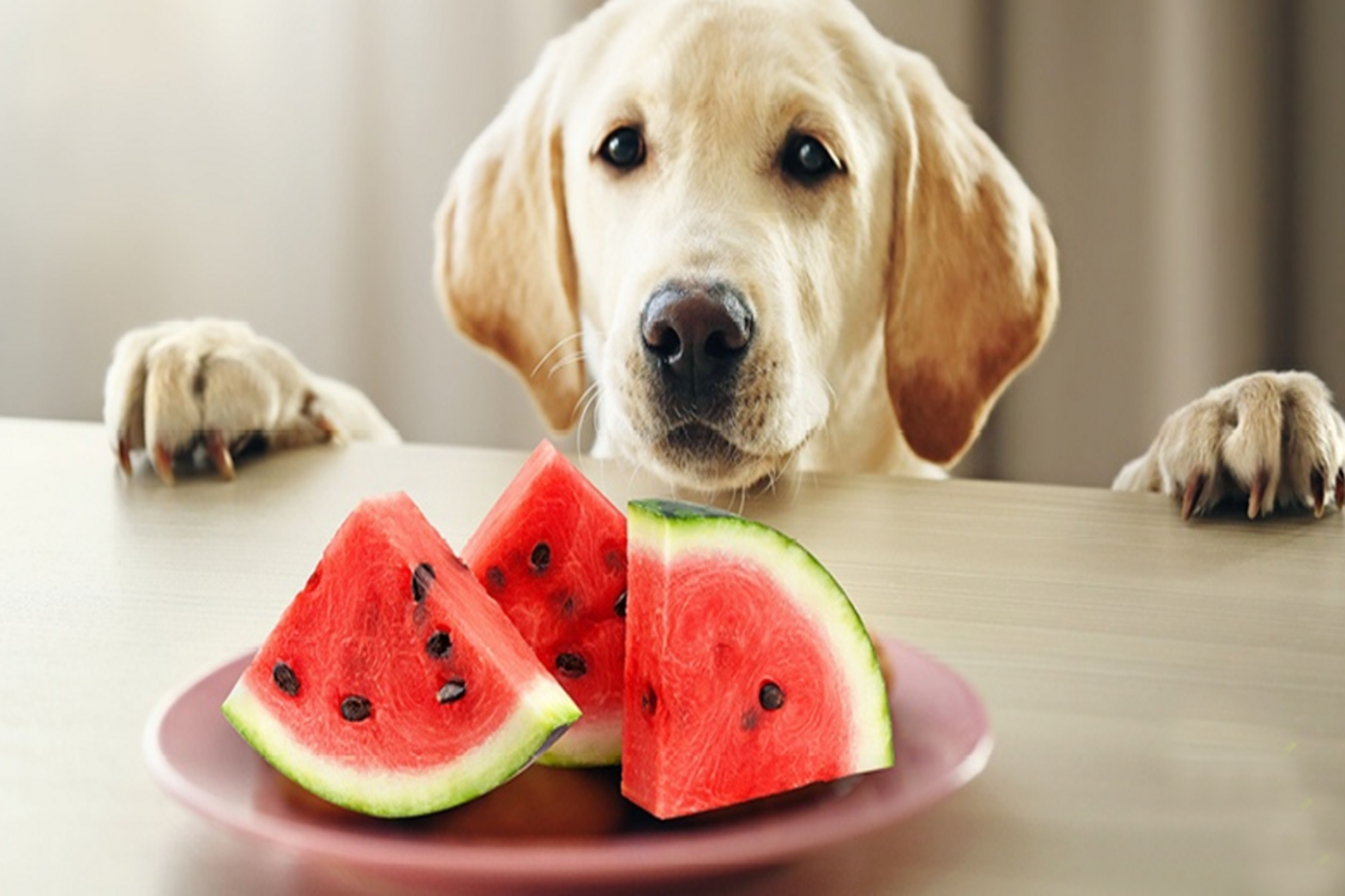 Thumbnail for Dogs Eating Watermelon And Blueberries For Overall Health And Wellness