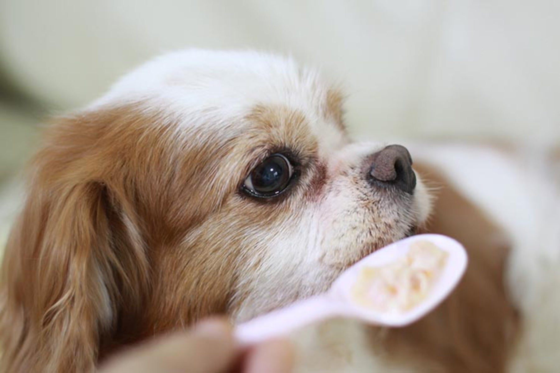 Can Dogs Eat Oatmeal?: The Definitive Guide - Nextrition Pet