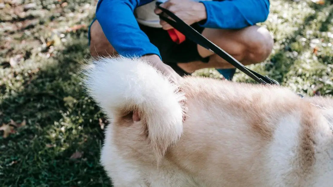 Owner beside leashed dog with chronic loose stools in dogs on a sunny lawn