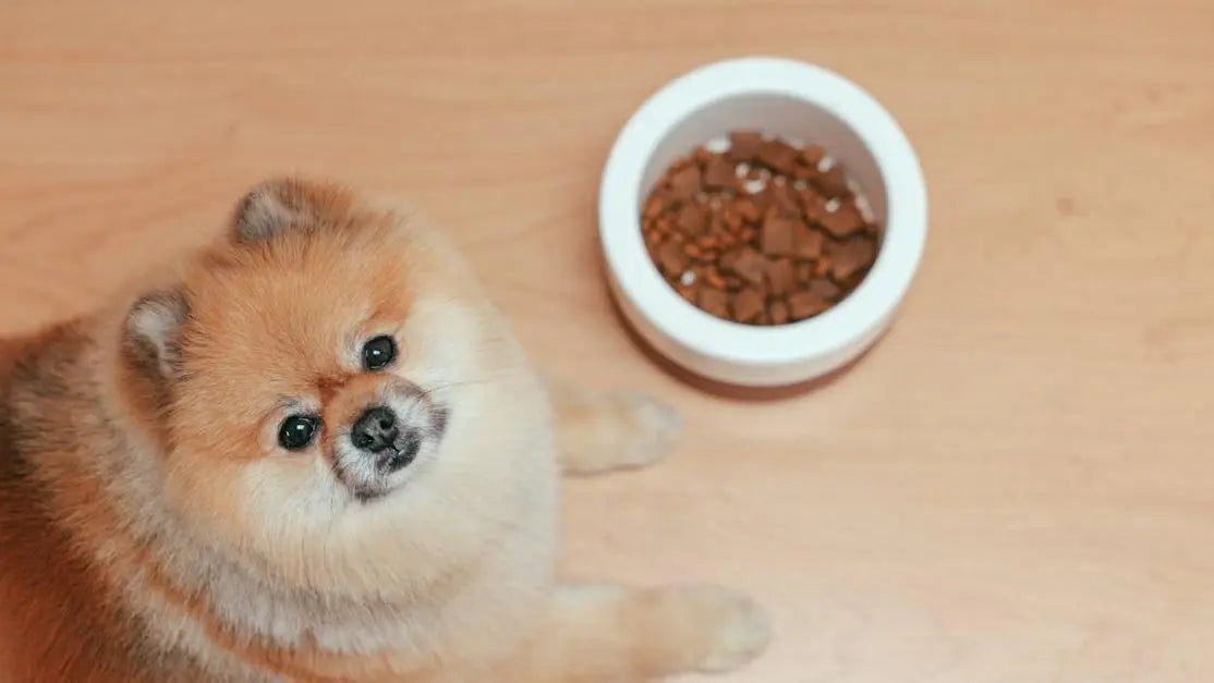 Is cold pressed dog food good for sensitive stomachs? Pomeranian by food bowl indoors