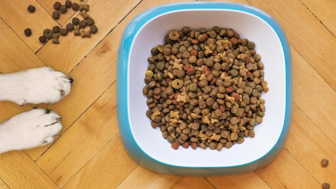 Dog paws beside kibble bowl, cold pressed vs freeze-dried dog food guide