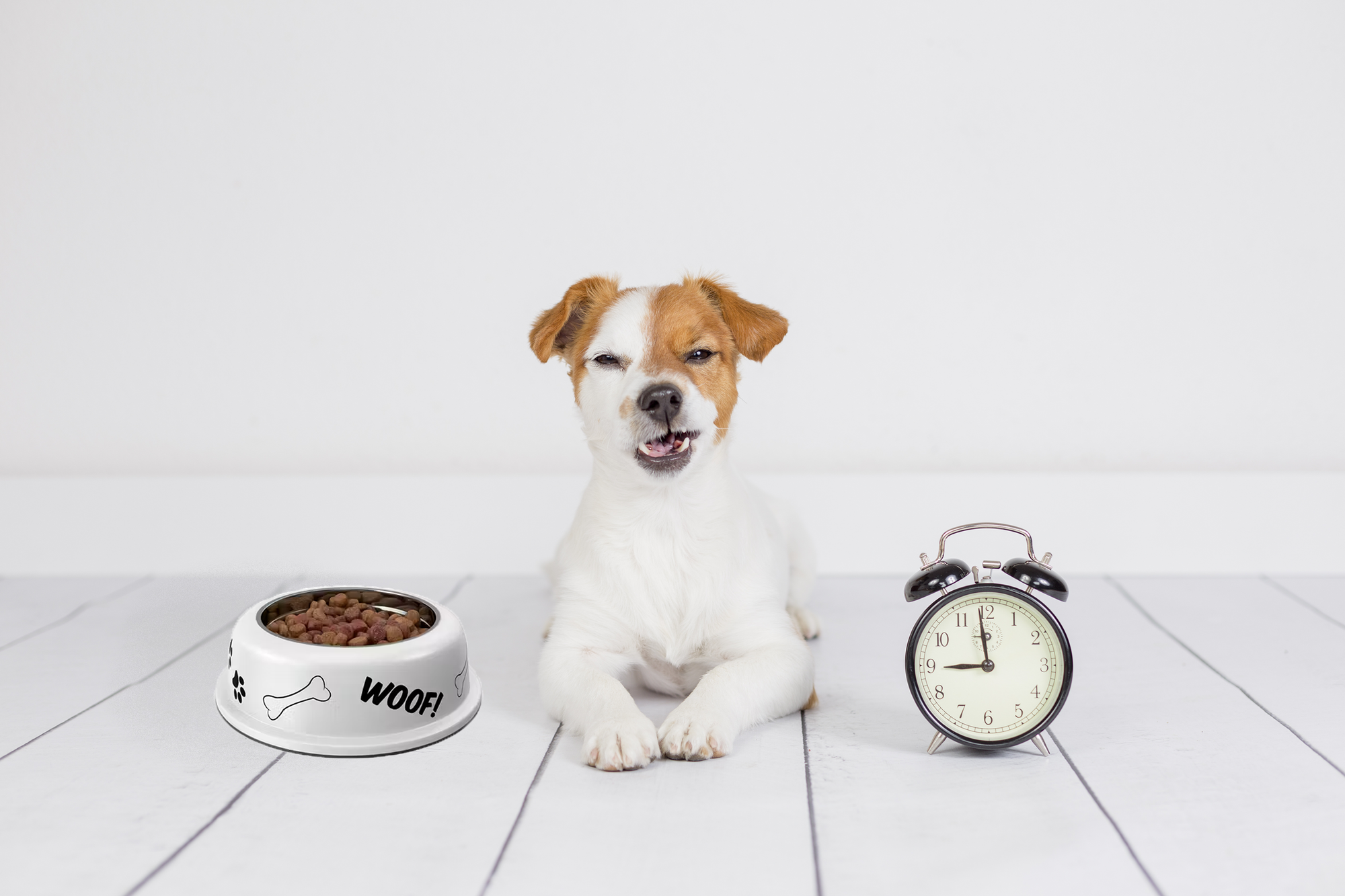 How Long Does it Take a Dog to Digest Food?