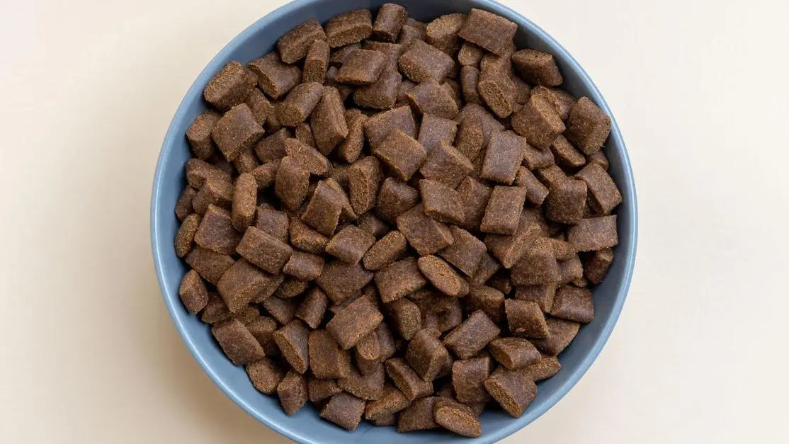 Cold pressed dog food vs dehydrated dog food, top view of kibble in blue bowl