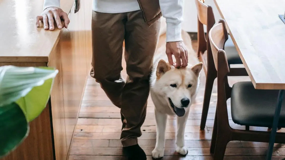 Man petting an Akita Inu for an article on dog bad breath gut health