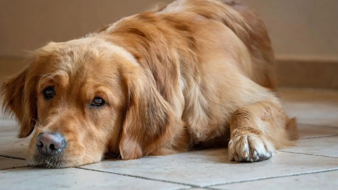 Golden retriever resting indoors, best dog food for golden retrievers with sensitive stomachs