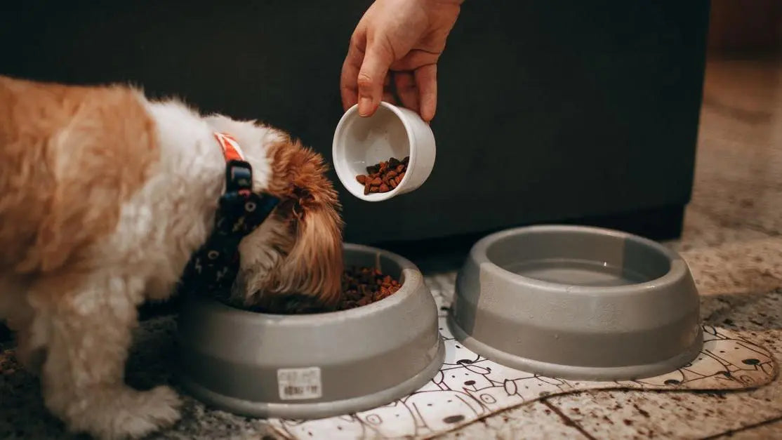 Shih Tzu puppy being hand-fed indoors, best dog food for puppies with sensitive stomachs