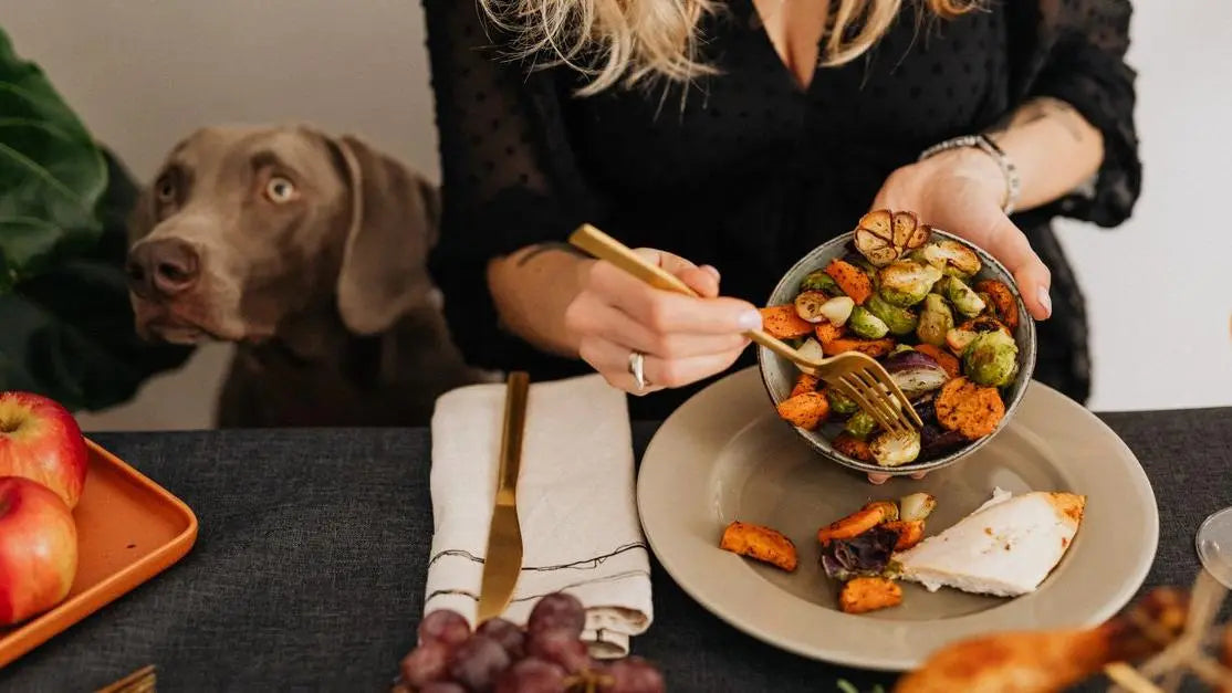 Dog watches a person with a vegetable bowl, illustrating dog food for senior dogs sensitive stomach