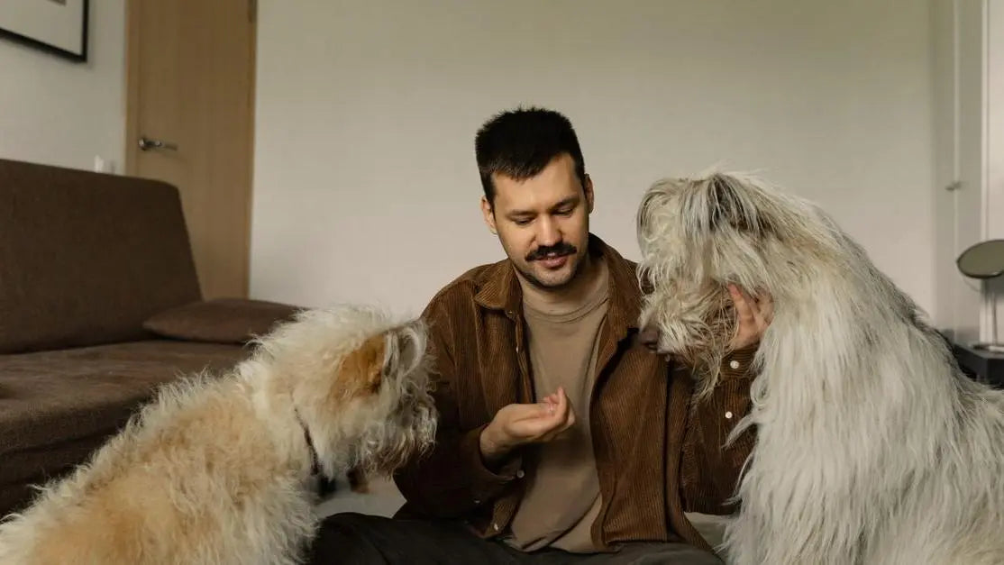 Man feeding two fluffy dogs indoors, with tips for dog gas after eating