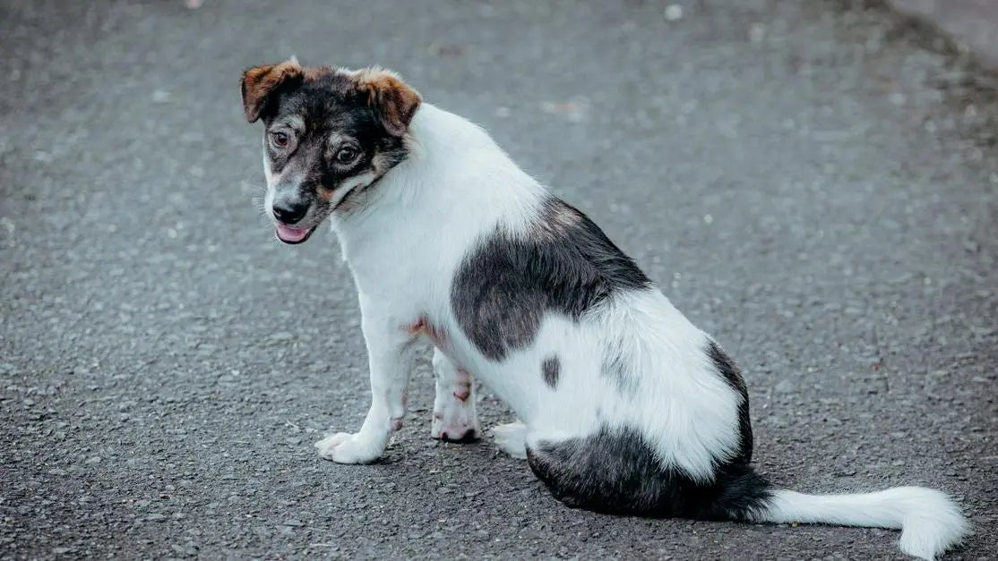 Curious mixed-breed dog sitting on a paved road, illustrating dog gas gut health