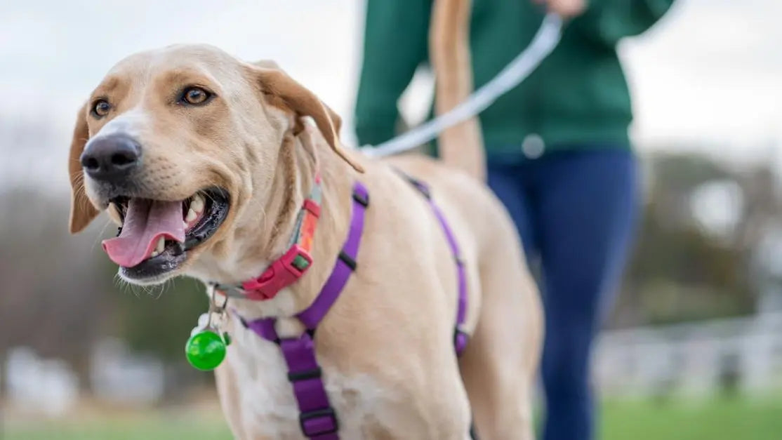 Labrador walking with its owner for a guide to dog loose stools vs diarrhea