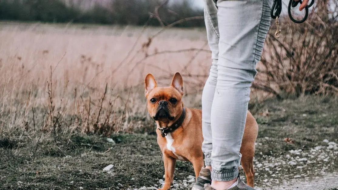 French Bulldog with its owner on a field path, illustrating dog soft stool concerns