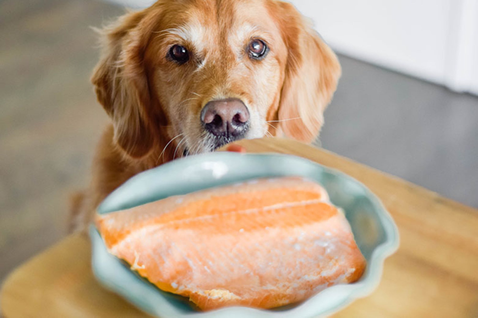 Can Dogs Eat Salmon?