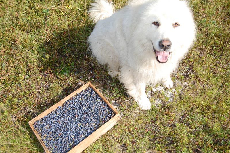 Dog with blueberries