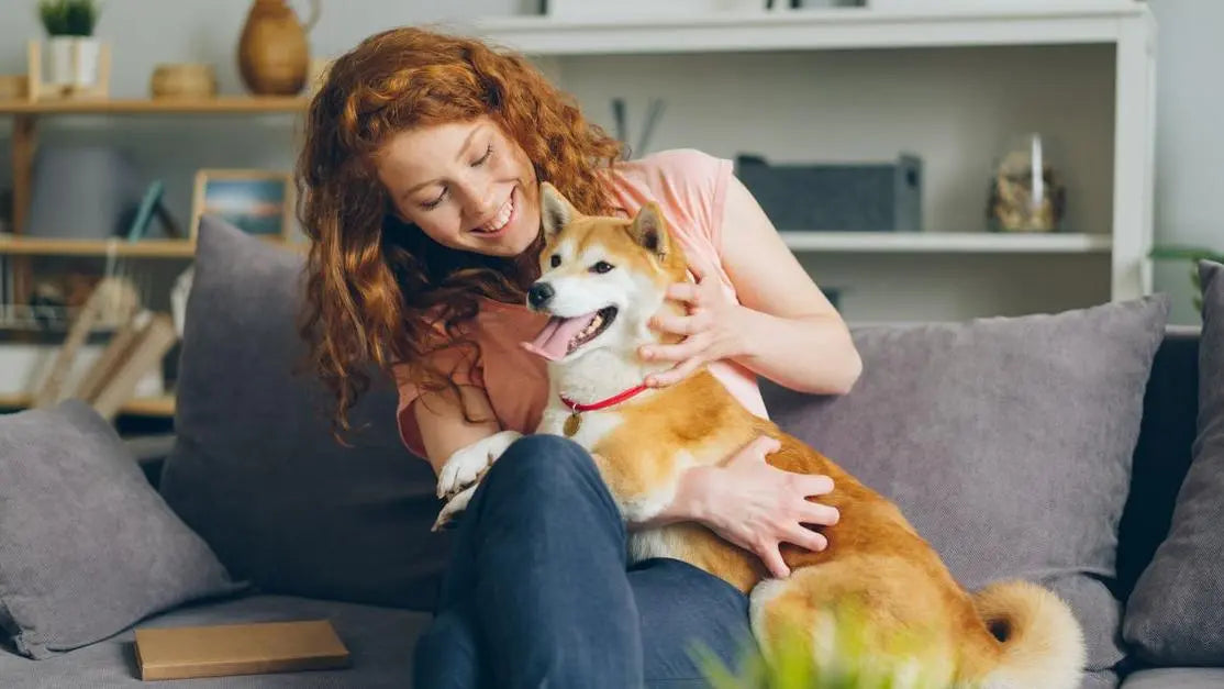 Woman hugging her Shiba Inu on sofa, home remedies for dog bad breath guide