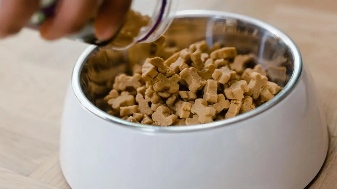 Hand pouring kibble into a bowl, showing how long for dog food to help sensitive stomach issues