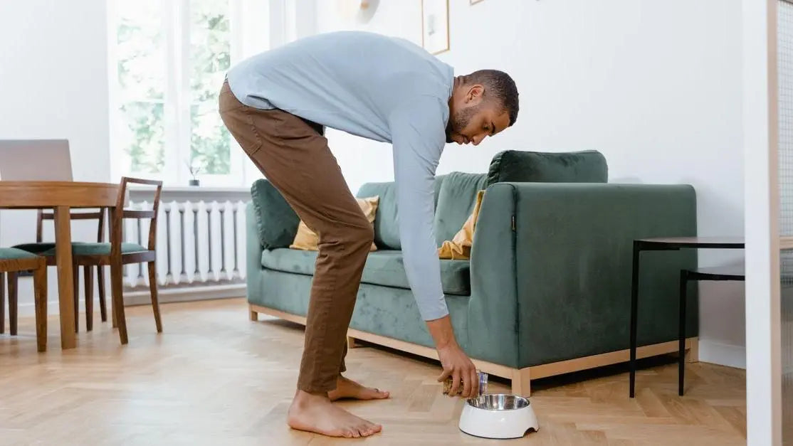 How often should you feed a dog? Man setting down dog bowl in modern living room
