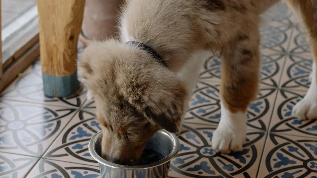 Australian Shepherd puppy eating from bowl, how to fix loose stools in dogs with diet