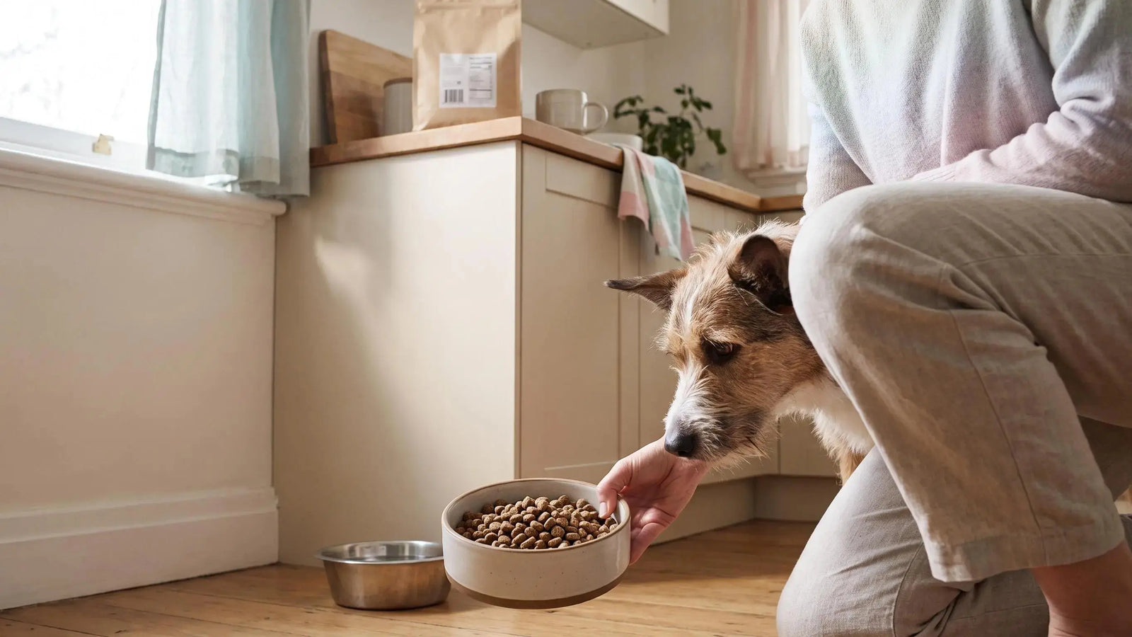How to improve dog gut health with premium cold-pressed dog food