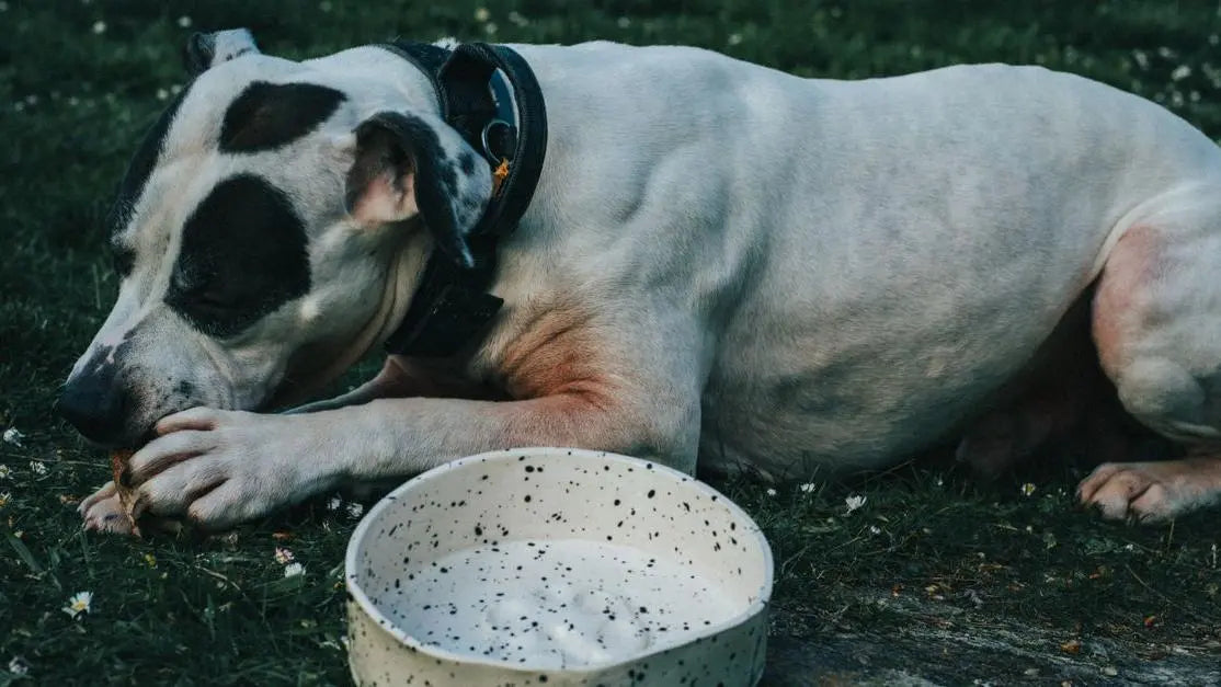 Dog on grass by bowl, hypoallergenic dog food for sensitive stomachs