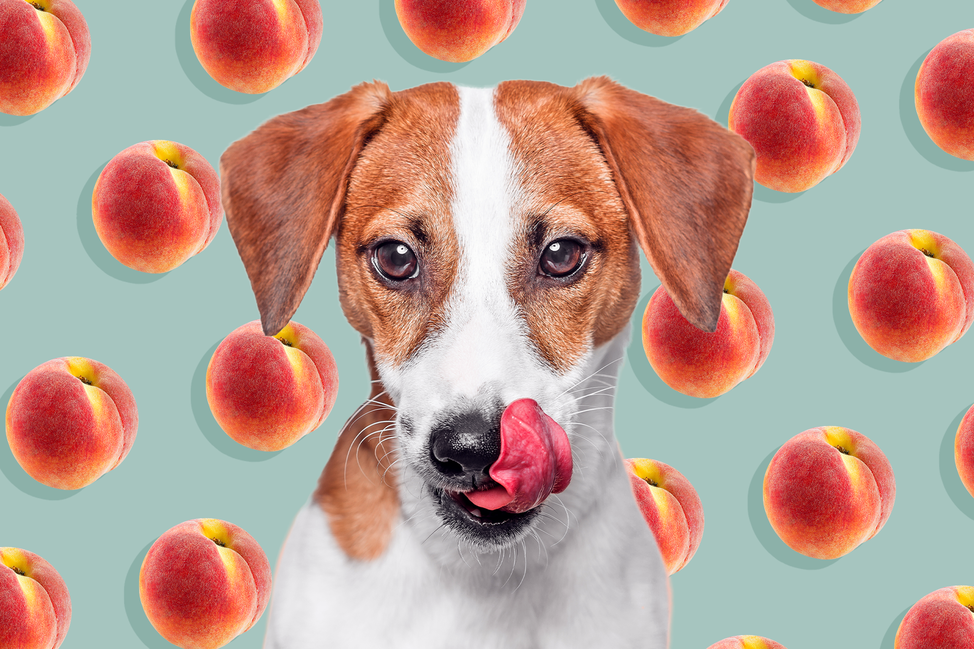 Can Dogs Eat Peaches? Here's What You Should Know