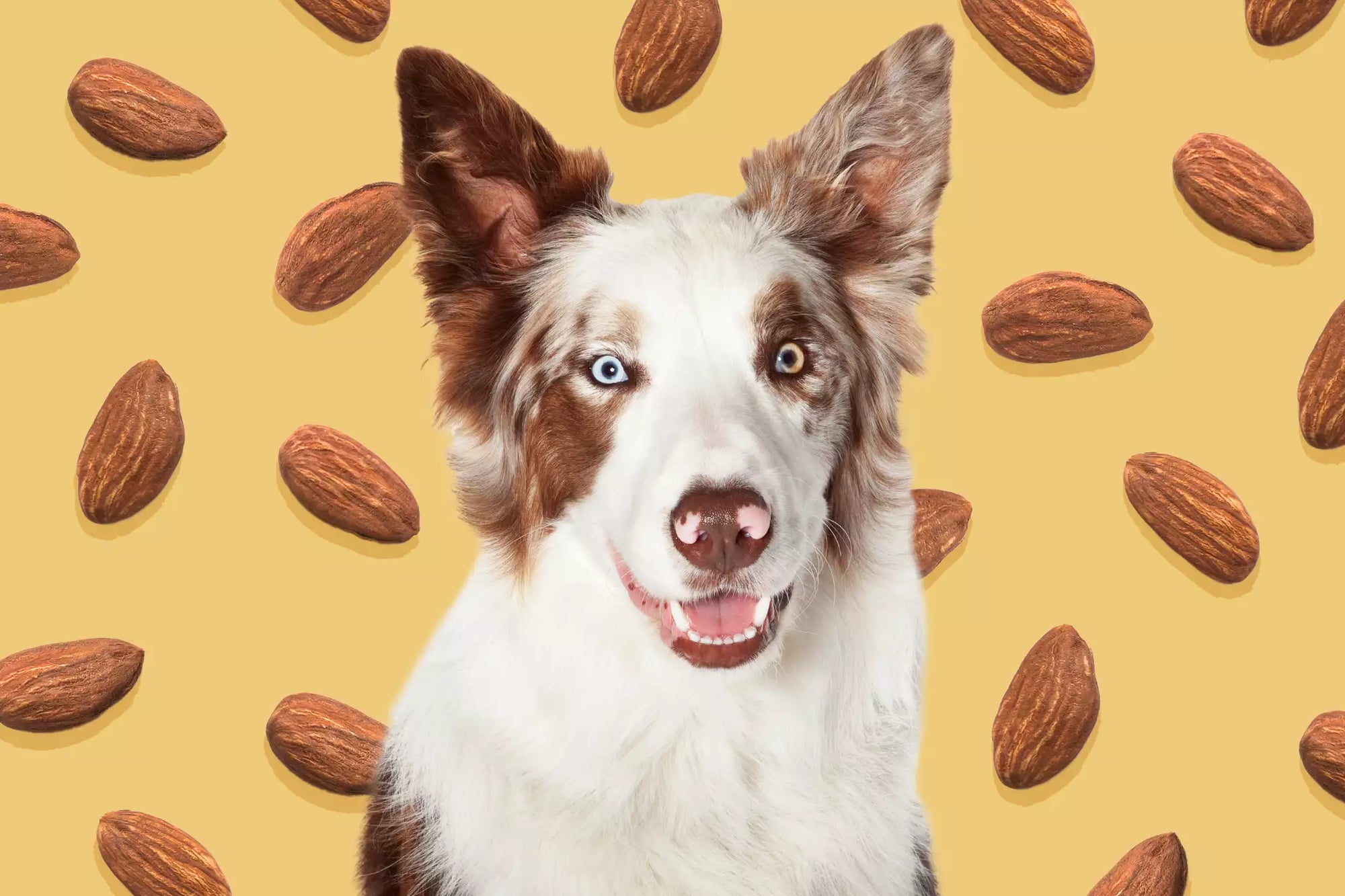 Can Dogs Eat Almonds?