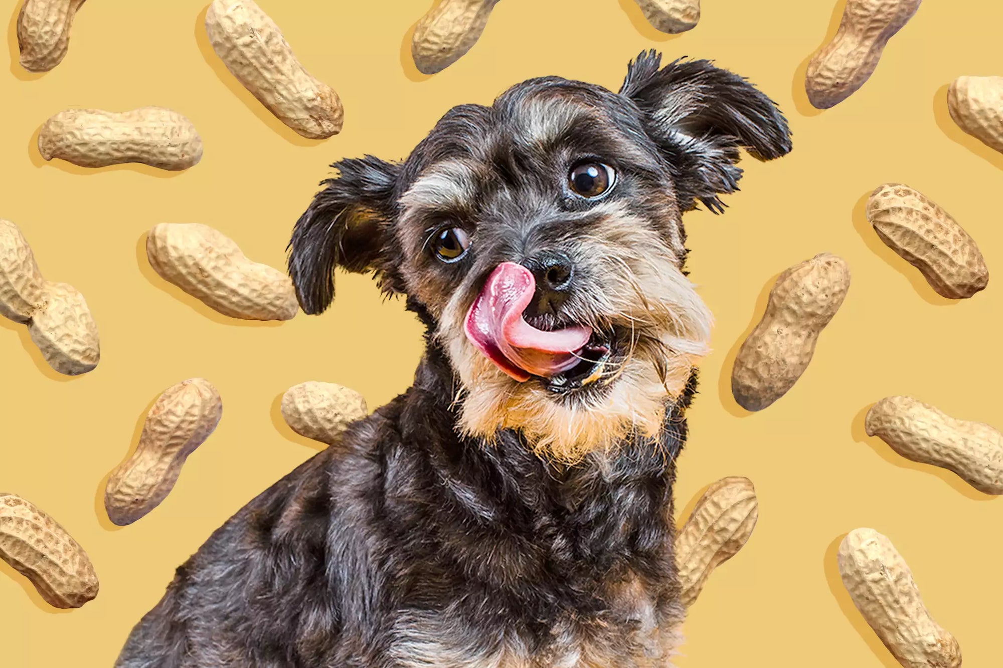 Is peanut butter okay 2024 for dogs to eat
