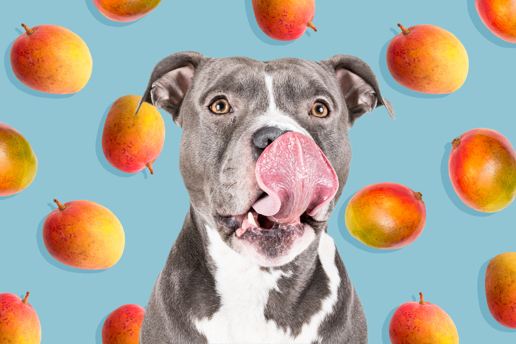 Can Dogs Eat Mangos?