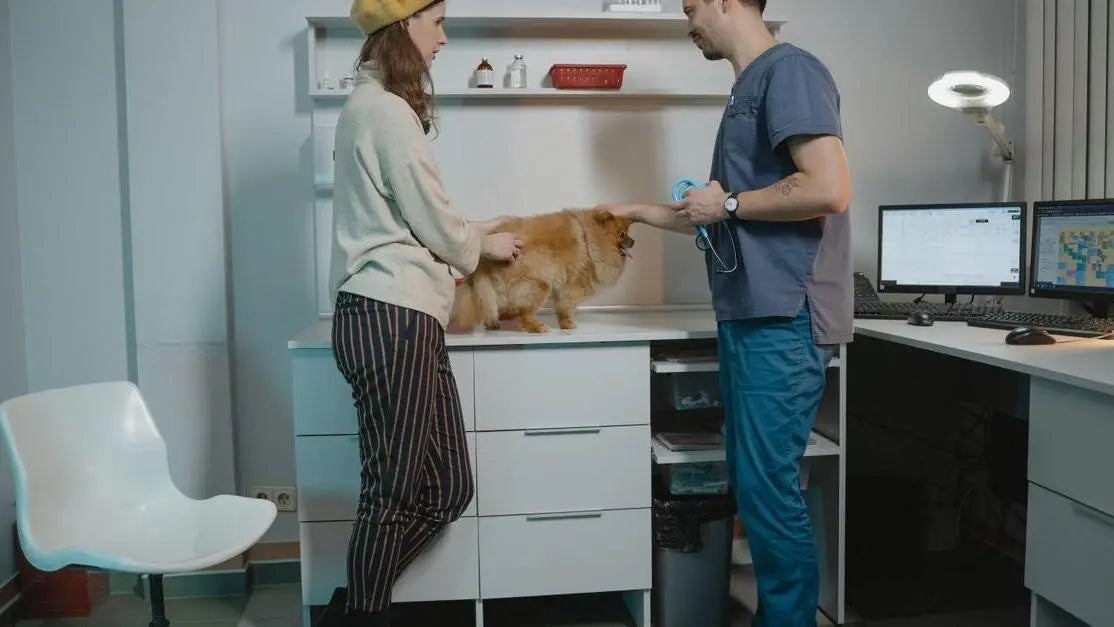 Veterinarian discusses leaky gut syndrome in dogs with a woman holding a Pomeranian
