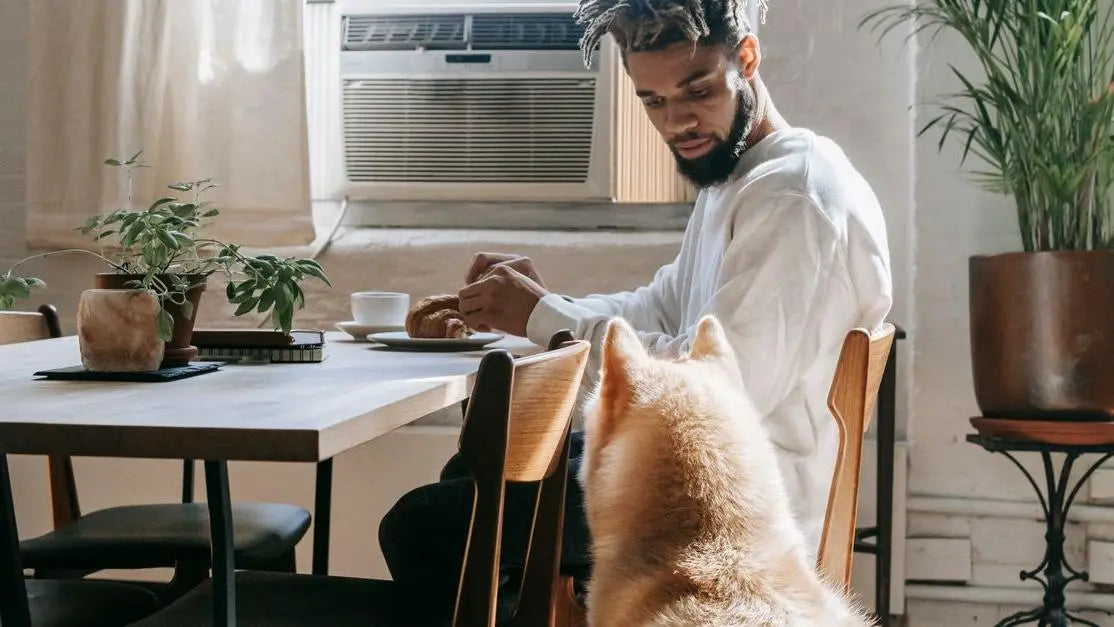 Curious Akita Inu watches owner eat, highlighting loose stools in dogs food concerns