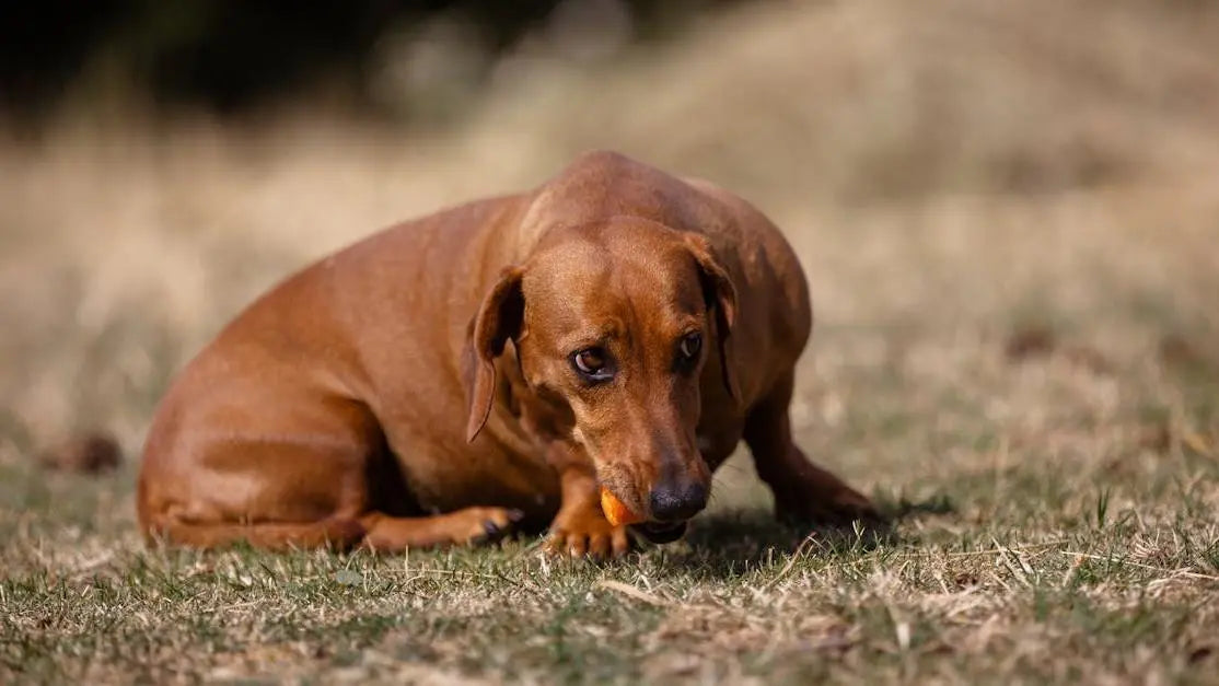 Brown dachshund eating a carrot on grass, natural antioxidants for dogs in everyday food