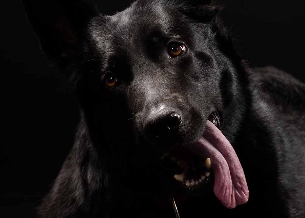 Curated visual reference: Gallery Detail: Uncovering The Mystery Why Is My Dog Panting At Night