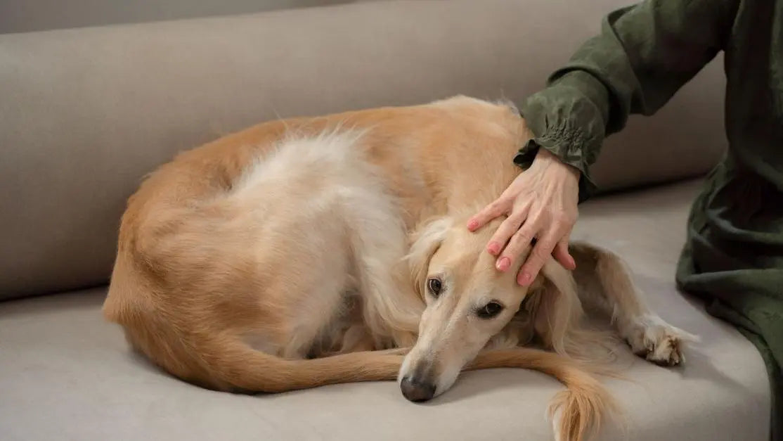 Greyhound resting on a sofa—probiotics for dogs loose stools guide