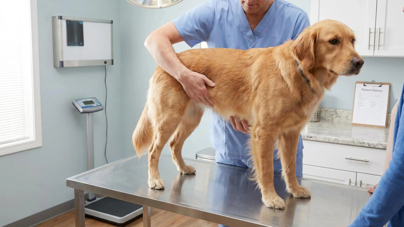 Real meat first dog food explained for better gut health